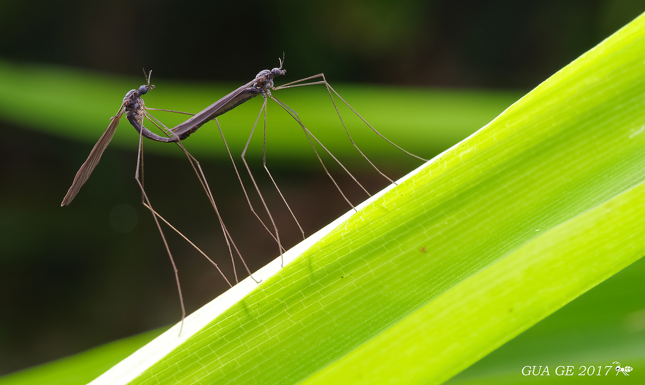 瓜哥生态篇-微距的魅力无处不在（图ZODY0NTM5ODg=） - 风光摄影 - 站酷设计师瓜哥微距摄影原创素材 - 站酷ZCOOL