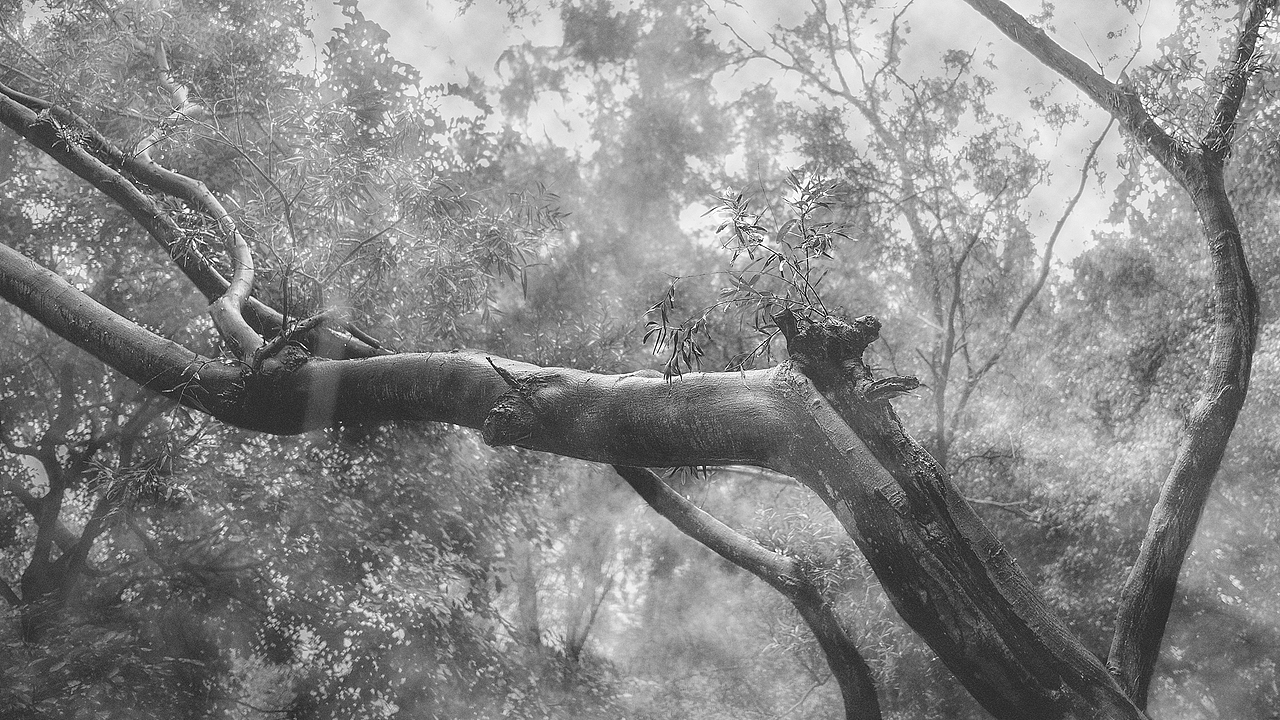 6月雨天爬凤凰山合辑