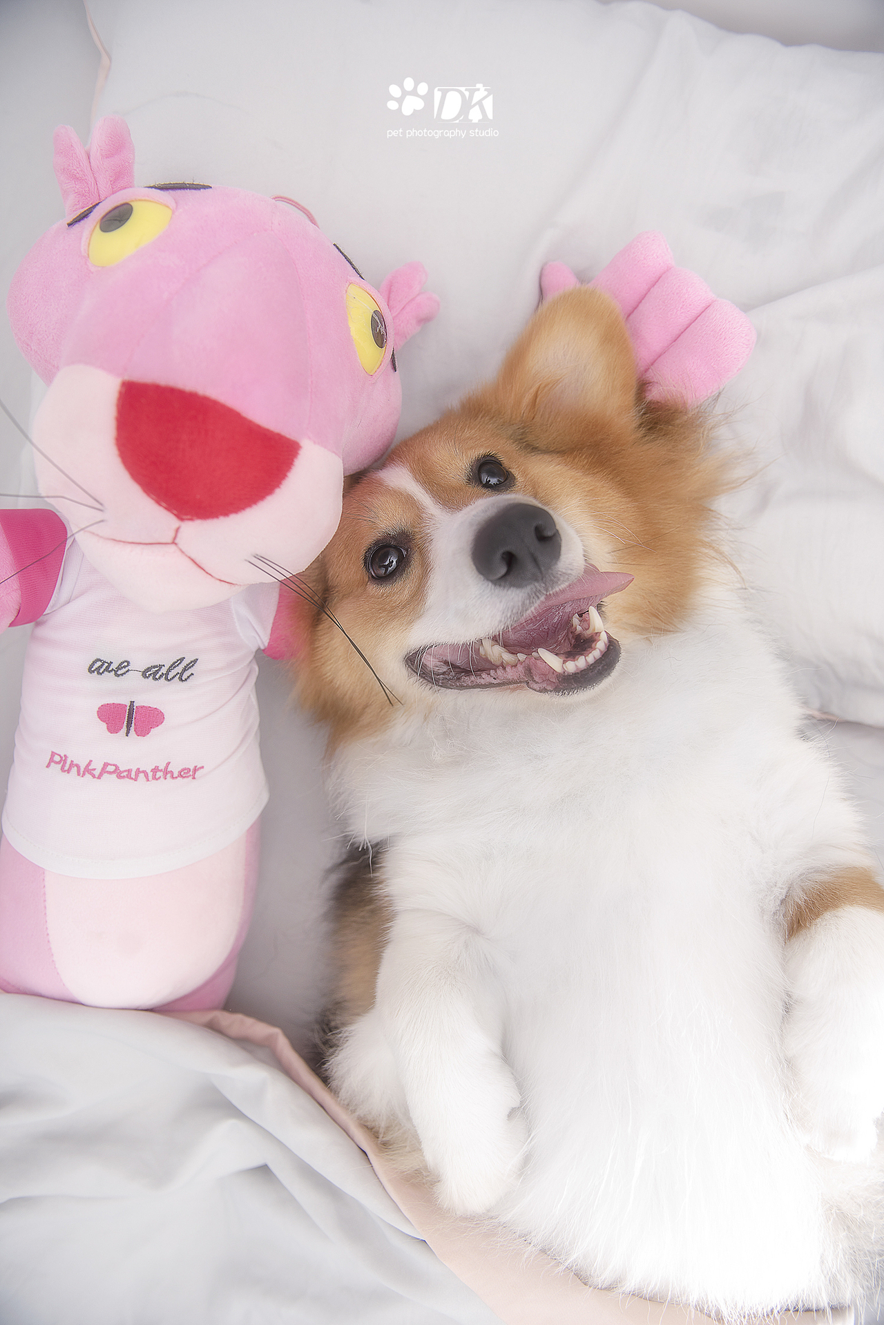 萌宠睡姿大合集