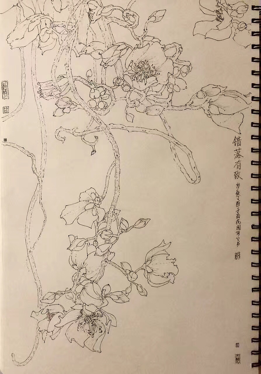 植物写生（图ZMTM1OTA5MDky） - 绘画 - 站酷设计师ixixeh原创素材 - 站酷ZCOOL