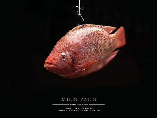 海鲜/海鱼 电商用图