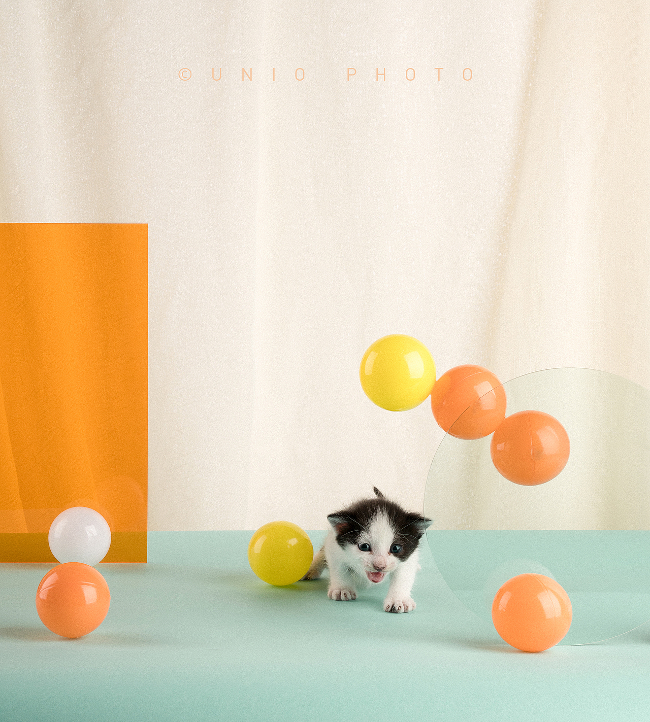 宠物摄影：咸鱼 花（图ZMTE4MDY3OTMy） - 宠物摄影 - 站酷设计师Unniioo原创素材 - 站酷ZCOOL
