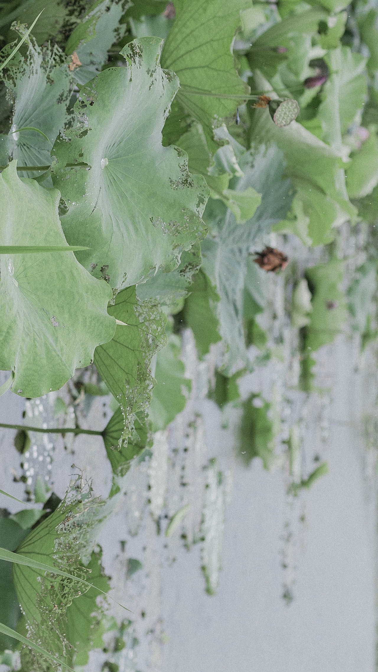 江南可采莲（图ZMjYwNDUxNzk2） - 风光摄影 - 站酷设计师泡芙酱_Puff原创素材 - 站酷ZCOOL