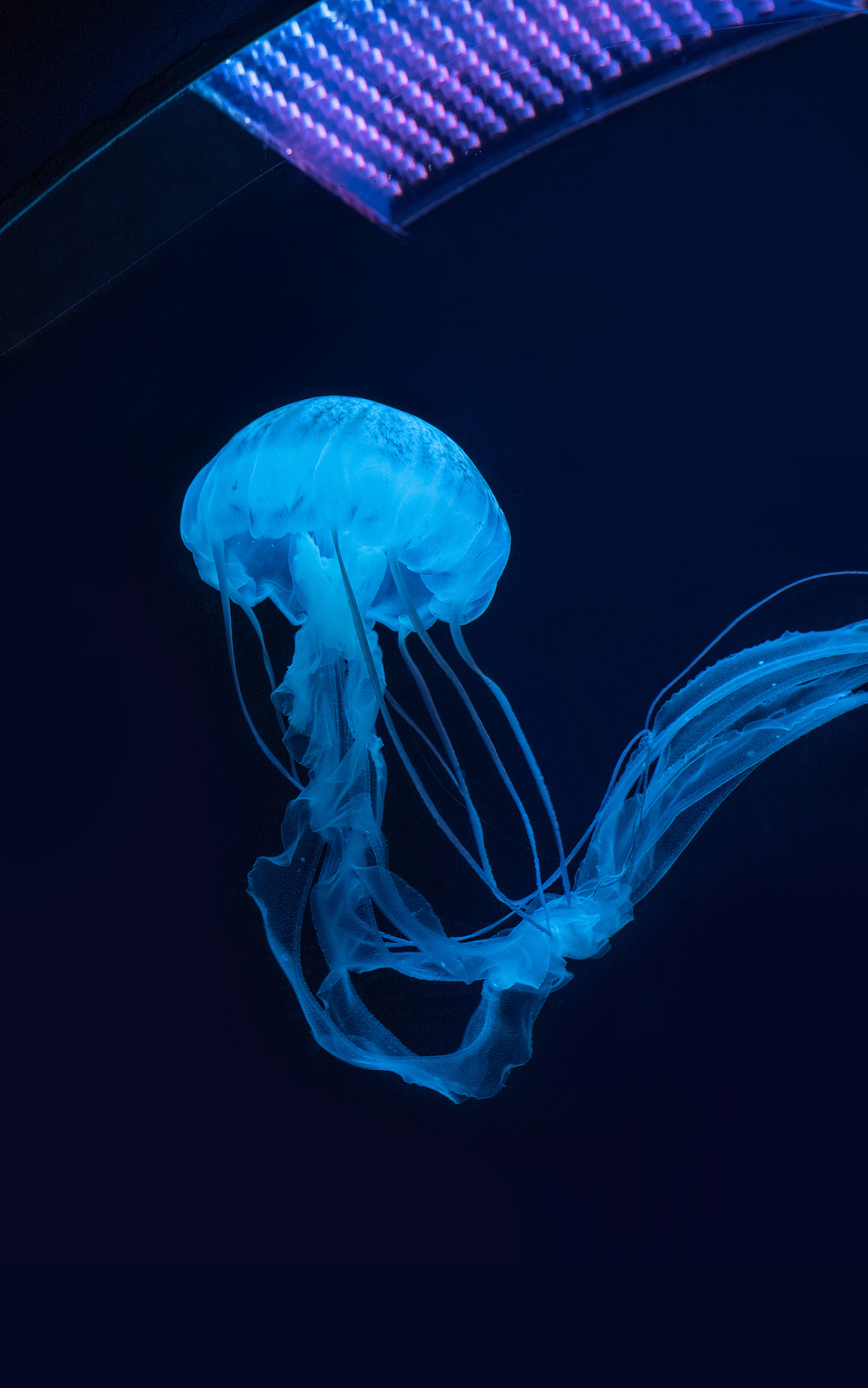 拍摄的一组水母