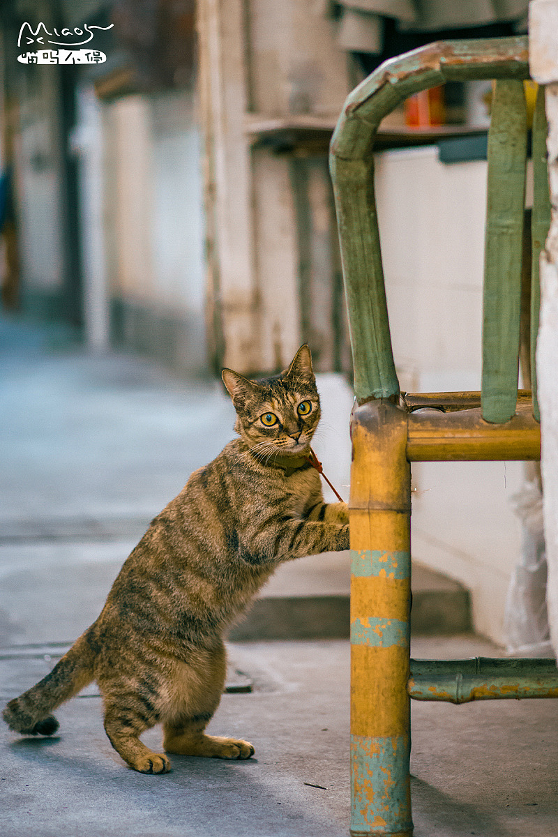 门前老竹椅,常伴狸花猫
