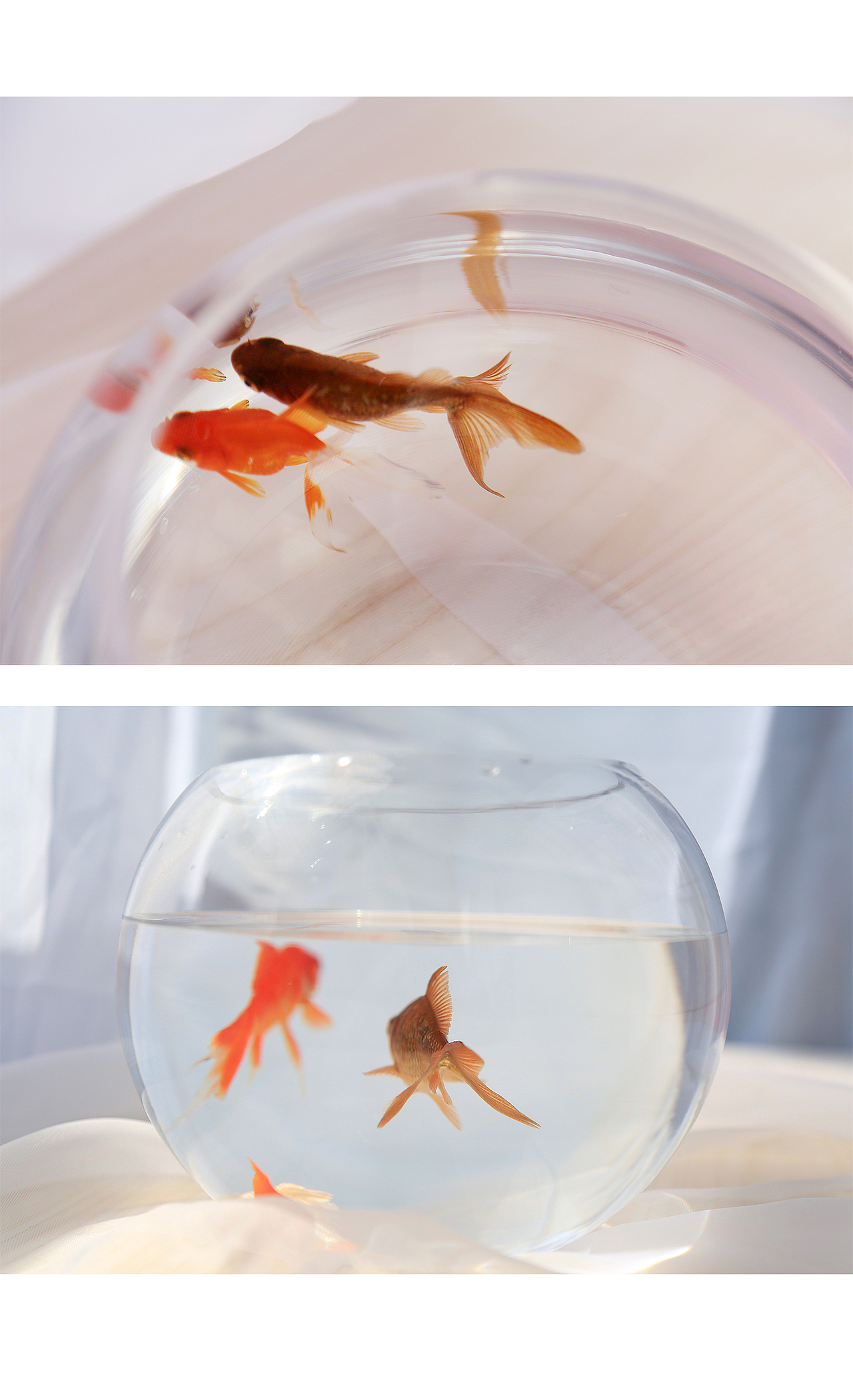 小金鱼（图ZNzIwMjc5NjQ=） - 宠物摄影 - 站酷设计师陈亦心原创素材 - 站酷ZCOOL