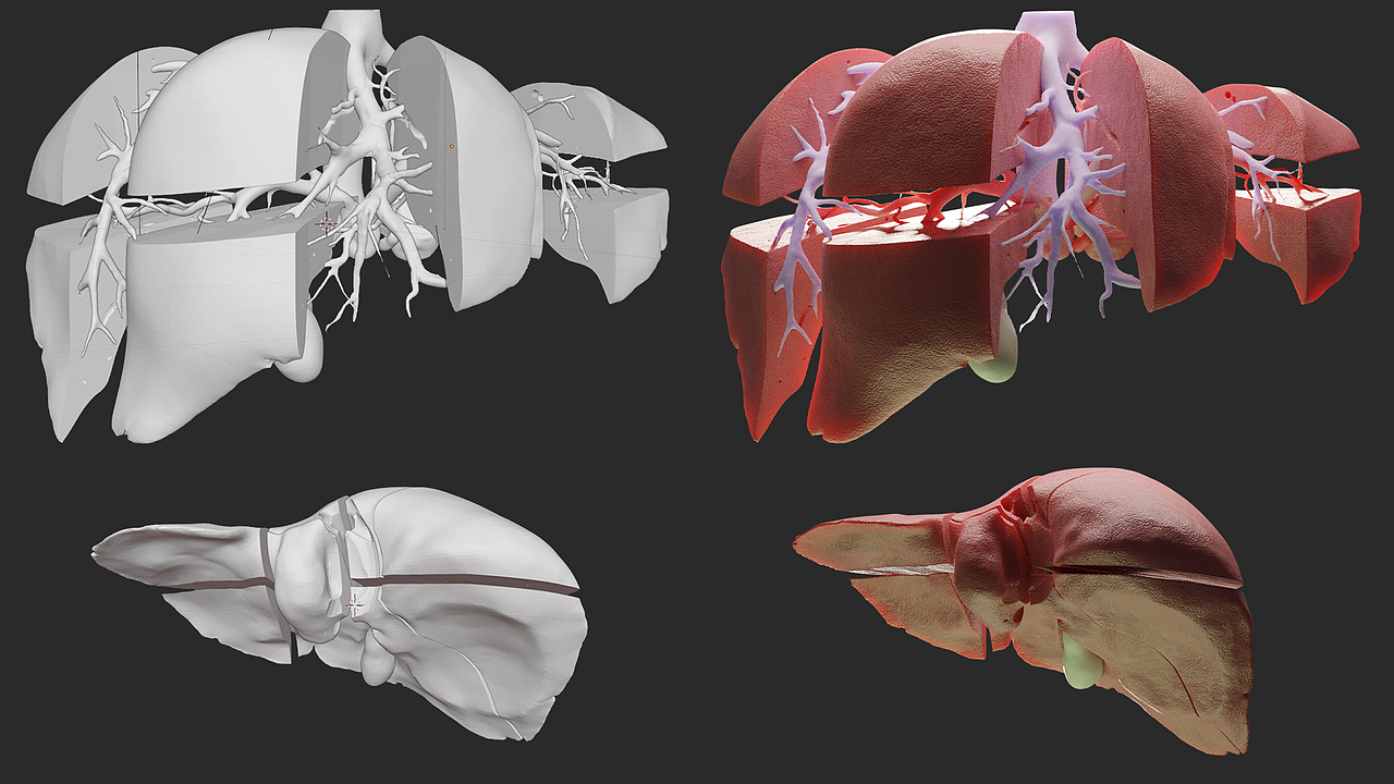 医学插画类3D练习整理