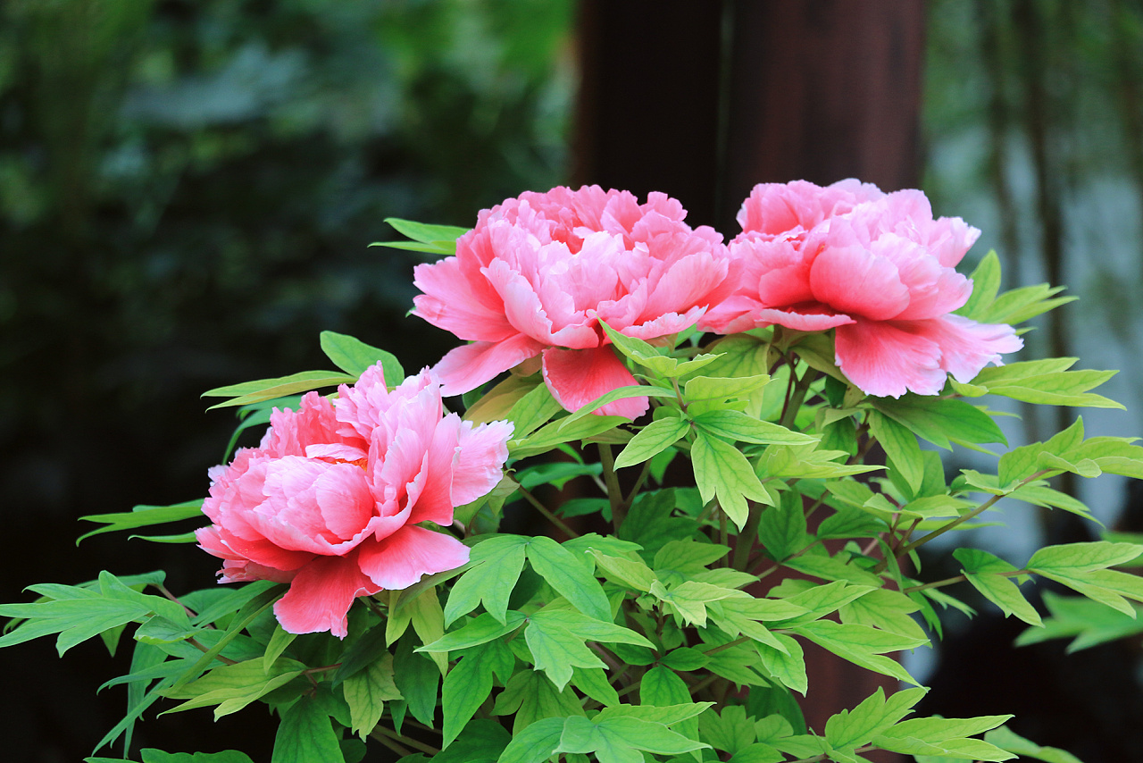 花中之王-牡丹|摄影|风光摄影|梦影回眸 - 原创作品 - 站酷 (zcool)