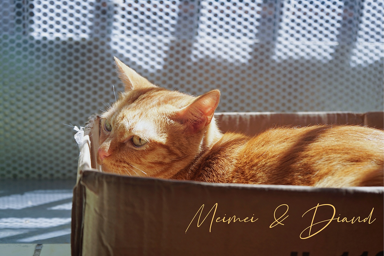 Meimei & Diand