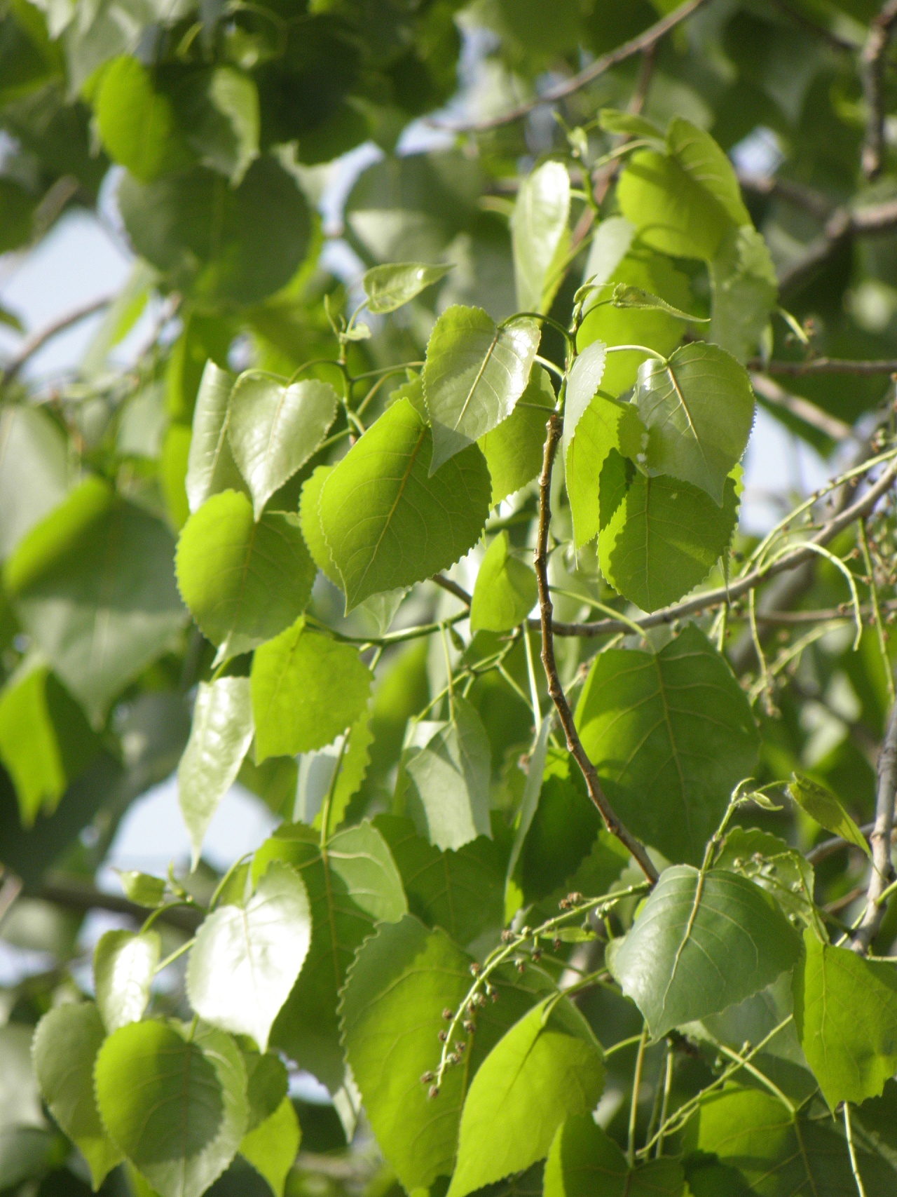 杨树,好大一棵杨树,但我拍不好,只能拍拍叶子了