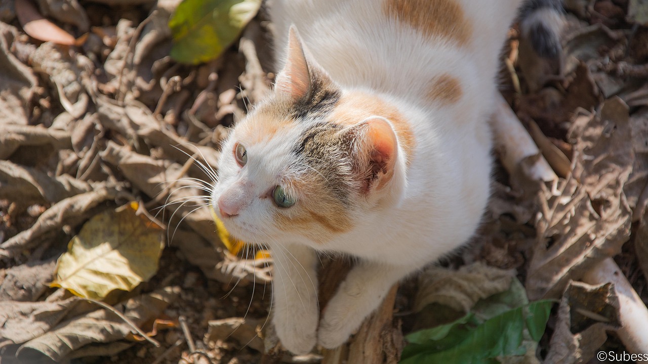 角落的喵、校园的聆听者