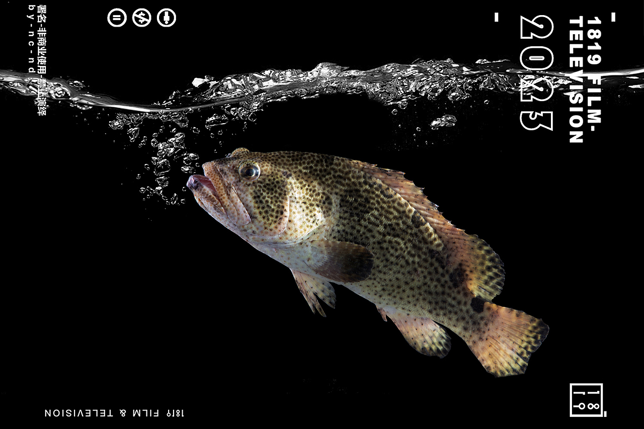 生猛海鲜鲜活农产品生鲜拍摄美食摄影（图ZMzUyODQyODA0） - 美食摄影 - 站酷设计师1819摄影工作室原创素材 - 站酷ZCOOL