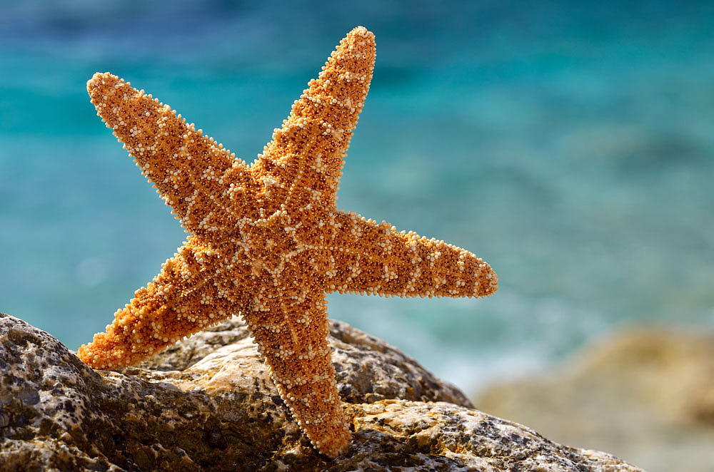 海星|其他|其他|姜向荣 - 临摹作品 - 站酷 (zcool)