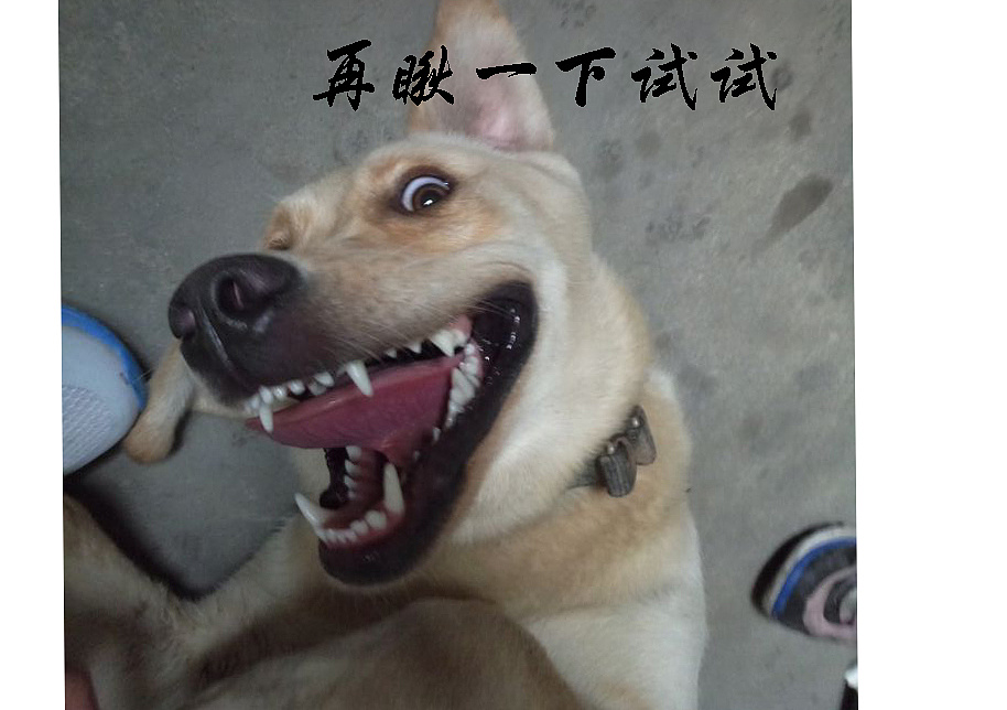 分享一些表情包