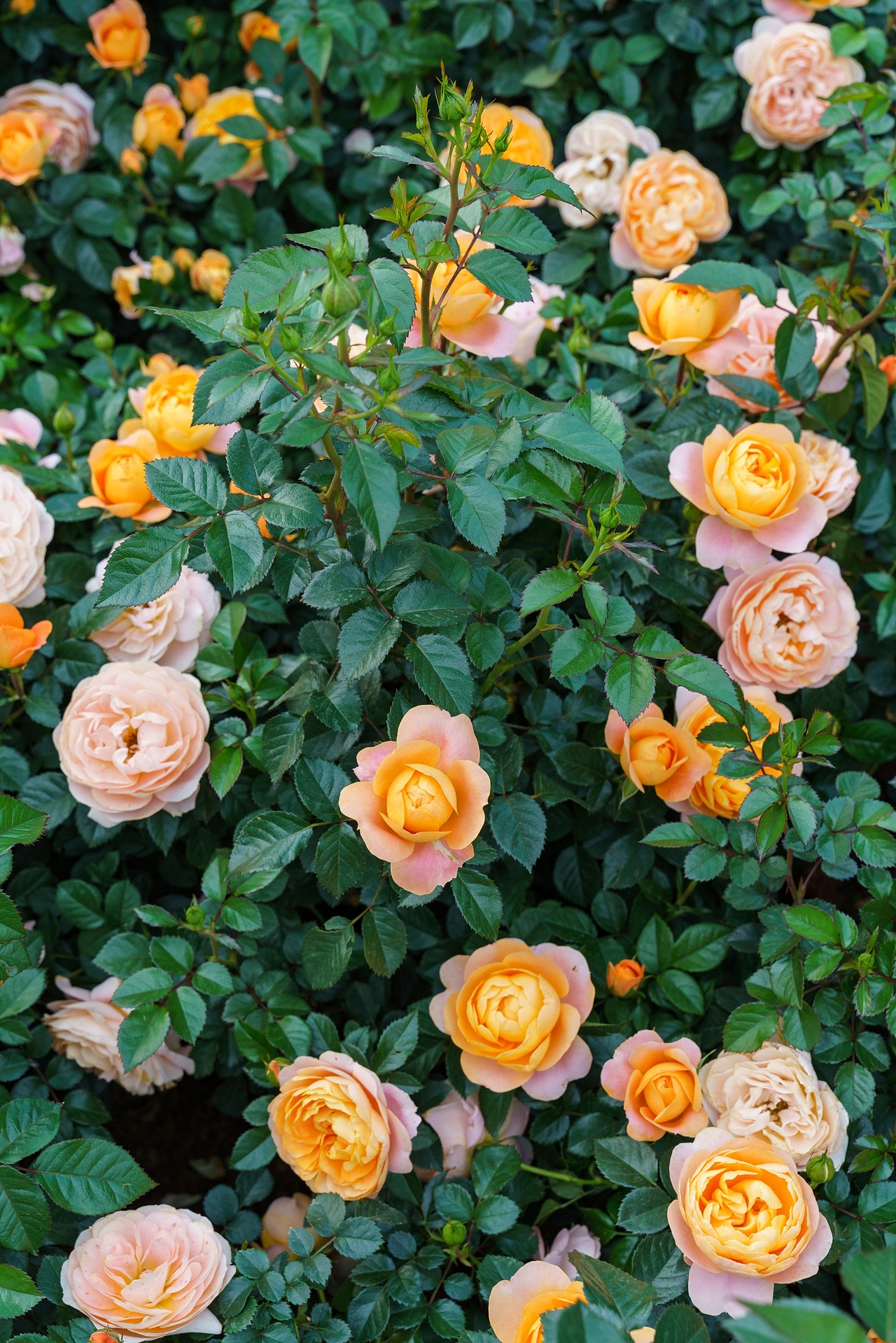 深圳香蜜湖公园月季花开 三月