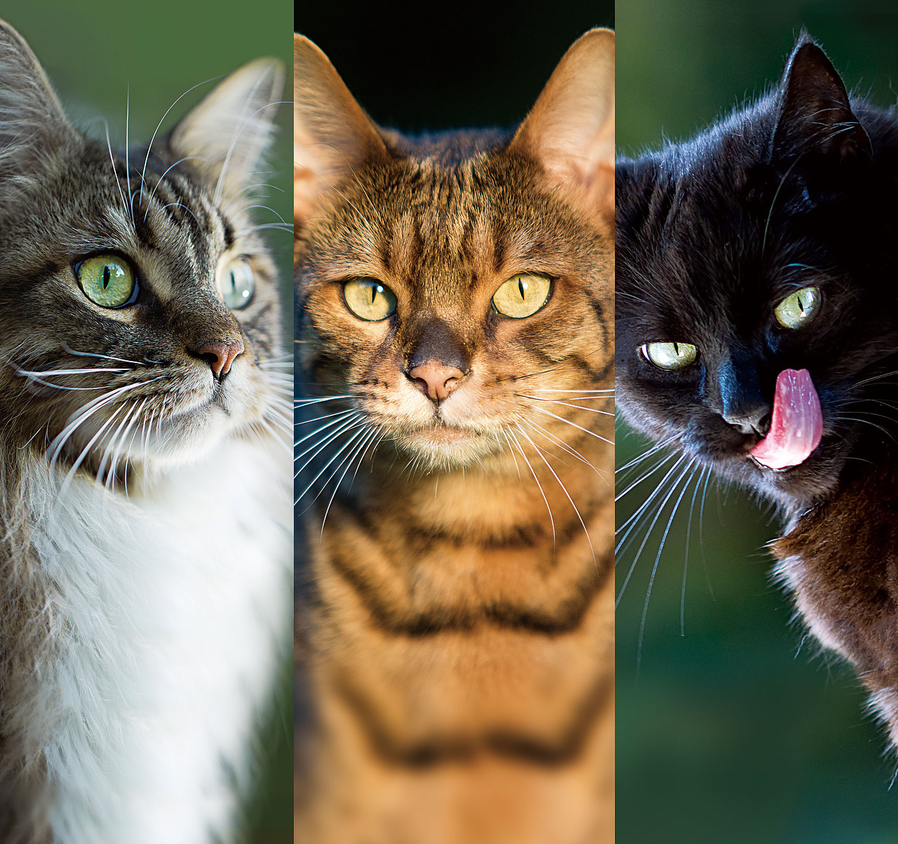 肉食天性貓糧視覺設(shè)計（圖ZMTA4NTc5NzA4） - 海報 - 站酷設(shè)計師年糕姐姐WindyQ原創(chuàng)素材 - 站酷ZCOOL