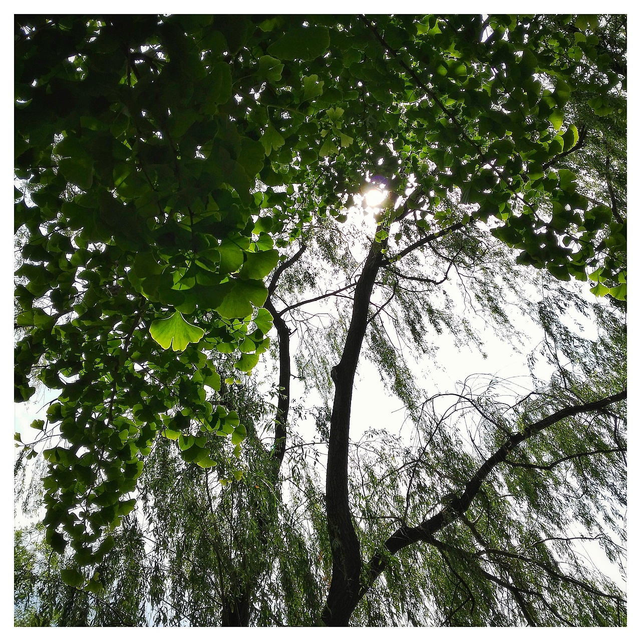 葉光（圖ZODA4MjA5MTY=） - 風(fēng)光攝影 - 站酷設(shè)計(jì)師朔北以北原創(chuàng)素材 - 站酷ZCOOL