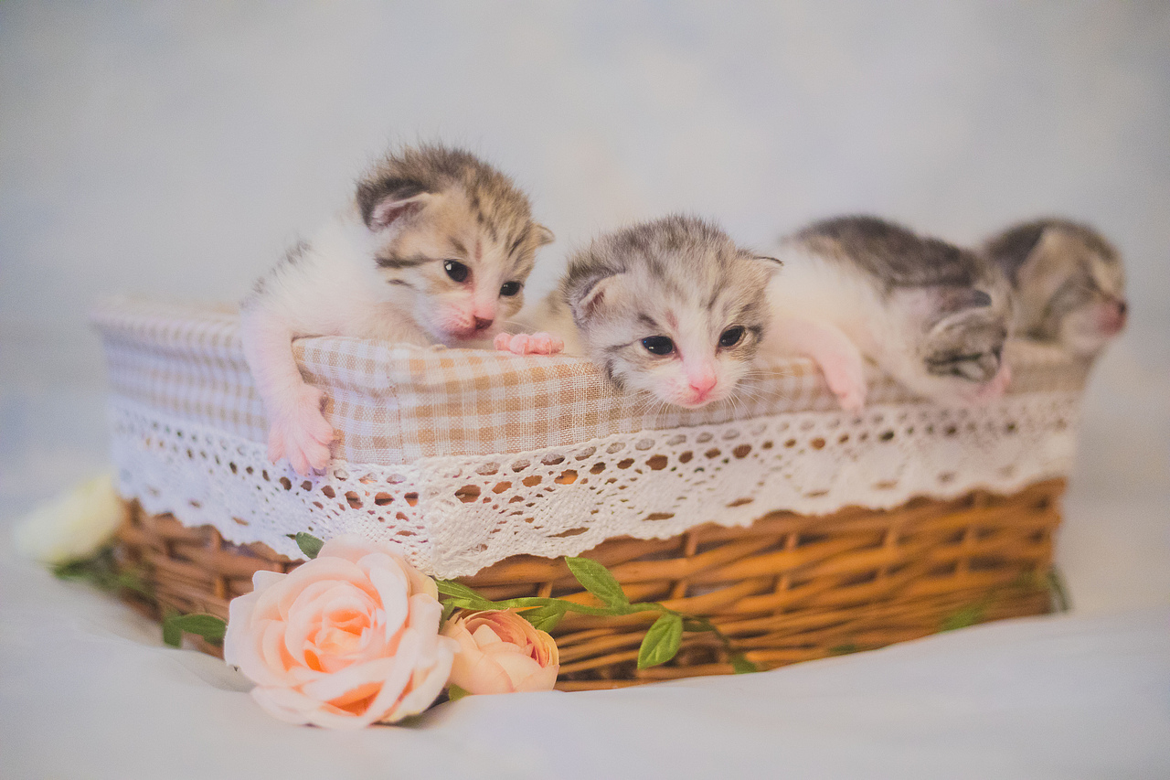 奶猫们的两周睁眼纪念照（图ZMTE1NzI1OTg0） - 宠物摄影 - 站酷设计师懒惰的胡奇奇原创素材 - 站酷ZCOOL
