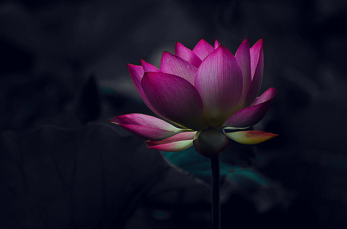 荷花奔放的季节烟雾意境荷花