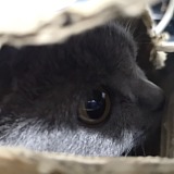 用戶頭像