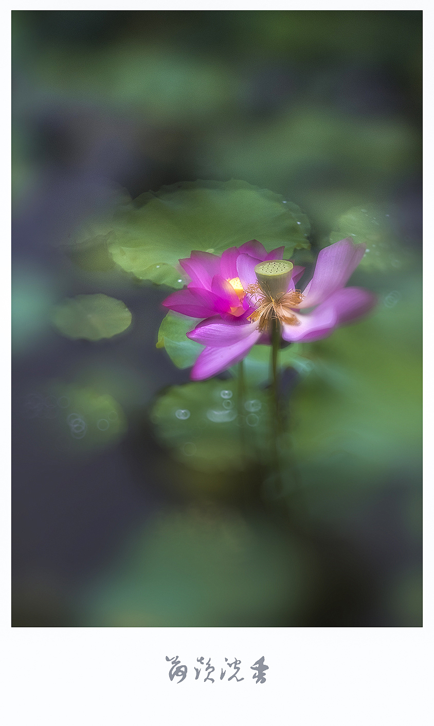 【荷韵沉香】（图ZMjEzNDE1OTIw） - 风光摄影 - 站酷设计师老陆逍遥原创素材 - 站酷ZCOOL