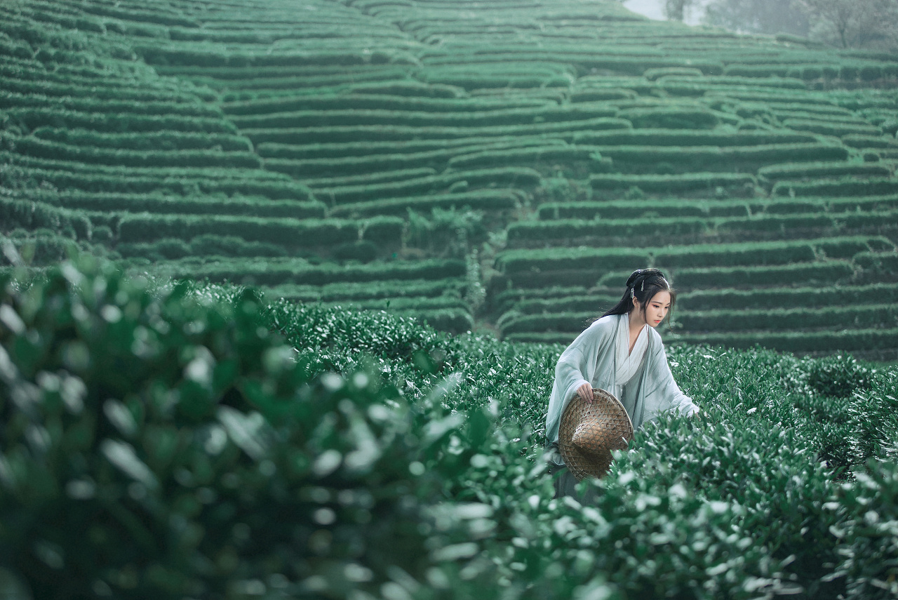 新竹背篓采茶女,俏影丽容赛繁花.笑语绵甜悦山鸟,欢歌纵情破雾纱.