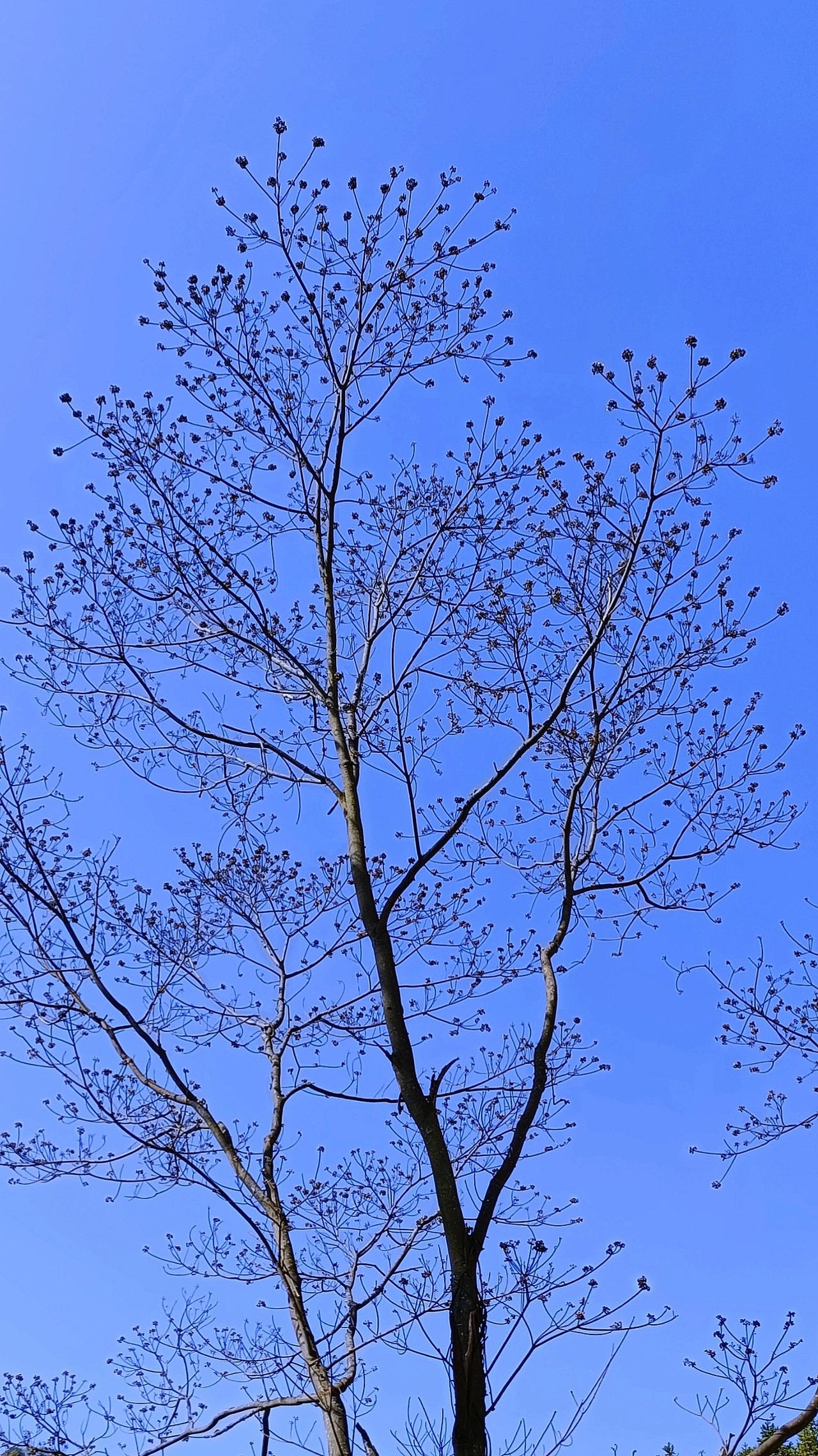 摄影 | 早春不过一棵树（图ZMjc4MTQ3MTMy） - 风光摄影 - 站酷设计师川行一原创素材 - 站酷ZCOOL