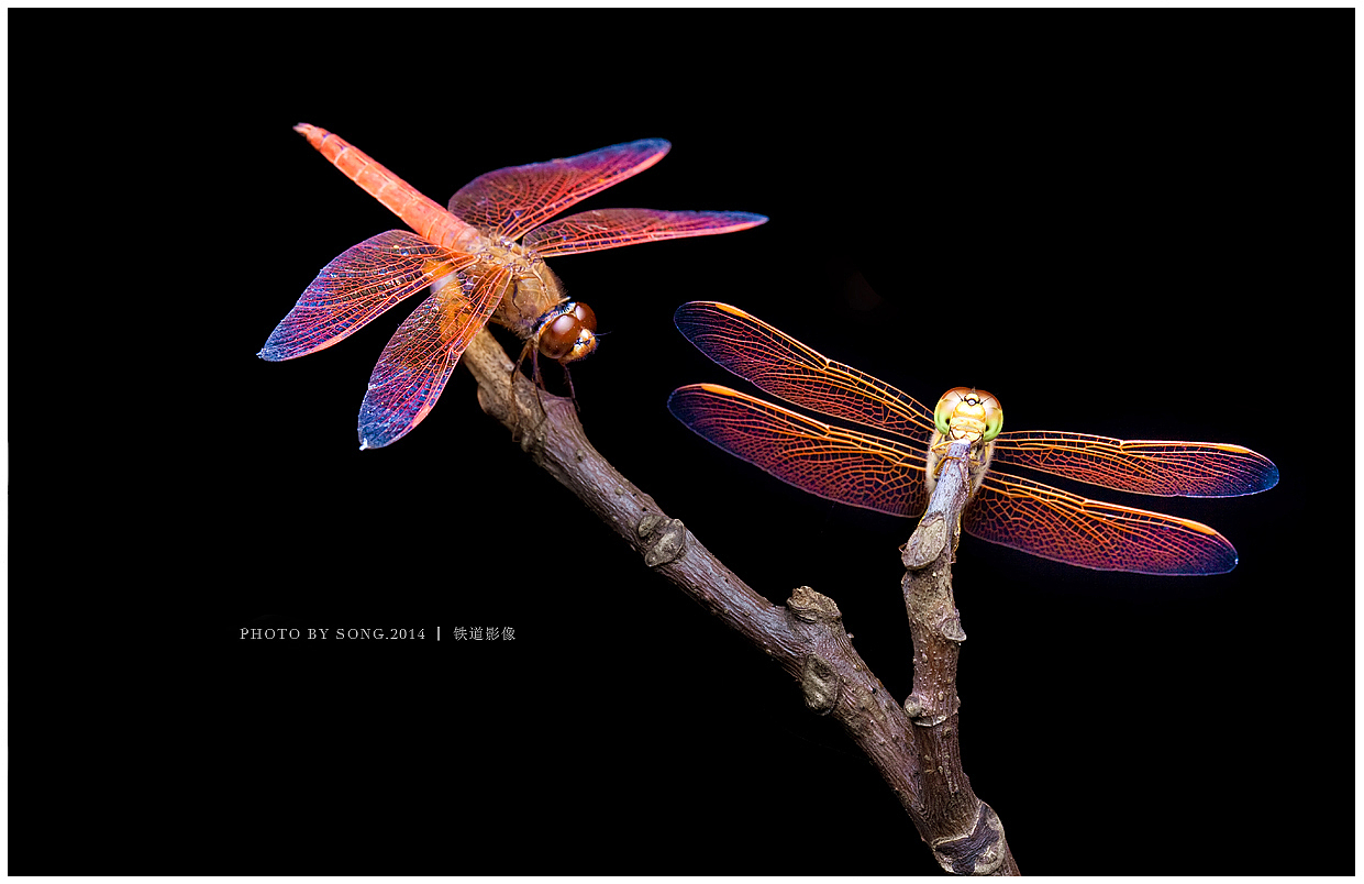 《那些蜓》-【茸城老T】生态摄影 昆虫摄影（图ZNDEyMDE3Mjg=） - 风光摄影 - 站酷设计师茸城老T原创素材 - 站酷ZCOOL