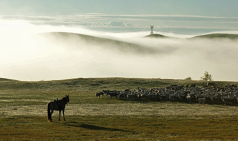 我的草原 我的马(一)