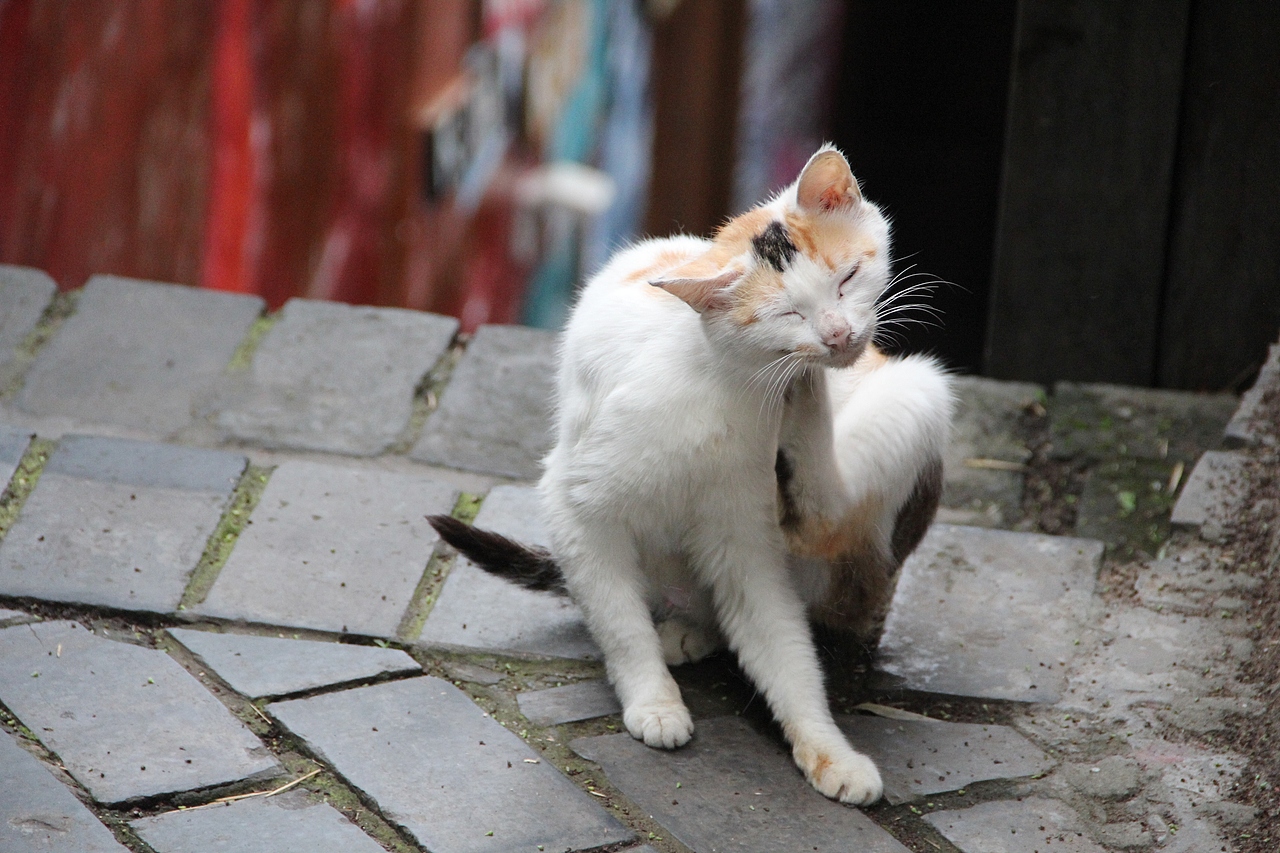 挠痒痒（图ZMjYxOTE1ODA=） - 宠物摄影 - 站酷设计师neilma原创素材 - 站酷ZCOOL