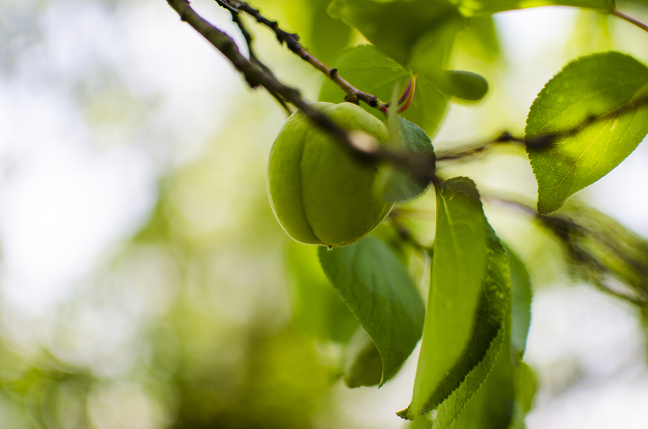 今年春天留念几张