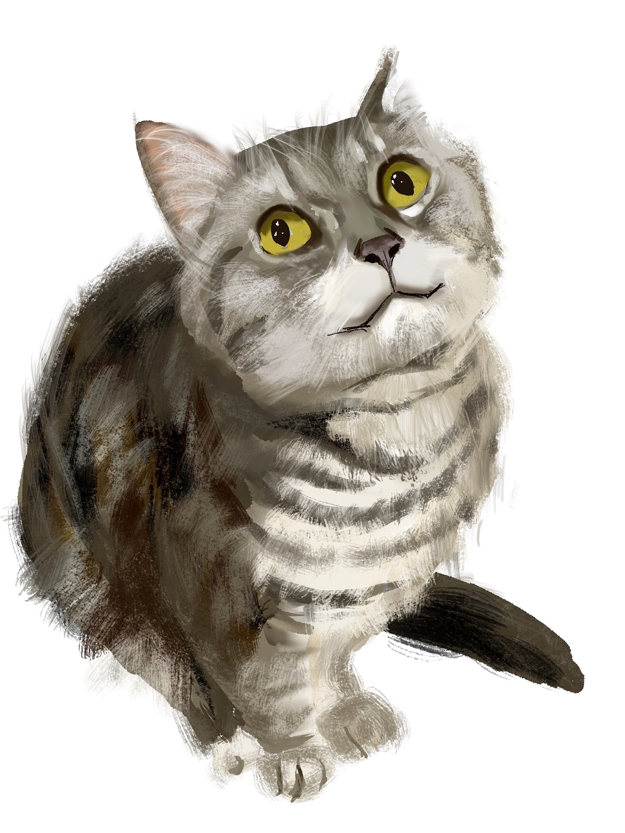 动物篇:美短(板绘)|其他|其他|皮蛋mom - 原创作品 - 站酷 (zcool)