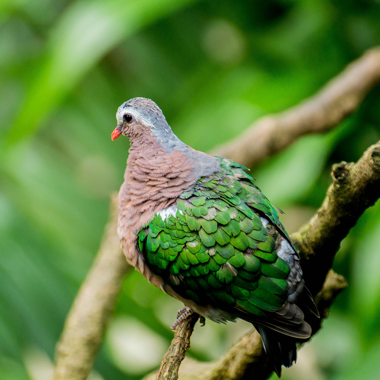 闹市中,有一片动植物的天堂