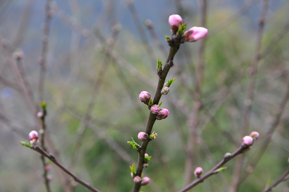 成都-龙泉-桃花山（图ZMTQ3NzgwMDA=） - 风光摄影 - 站酷设计师爱摄影的少年斌帅原创素材 - 站酷ZCOOL
