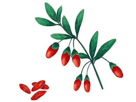 枸杞（练习作品）