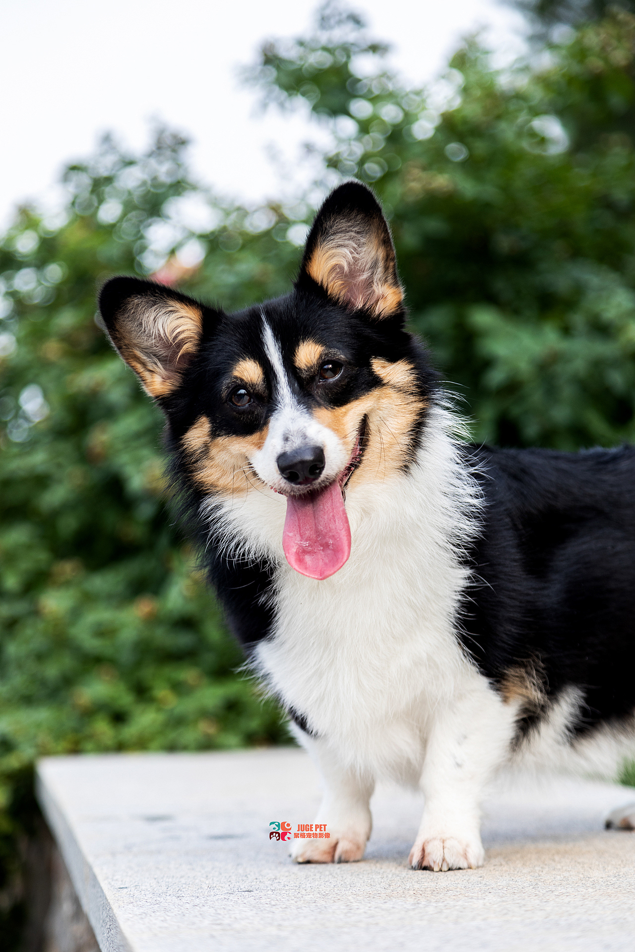 宠物摄影|柯基犬全套欣赏（图ZMzA4MTg2MTgw） - 宠物摄影 - 站酷设计师聚格宠物原创素材 - 站酷ZCOOL