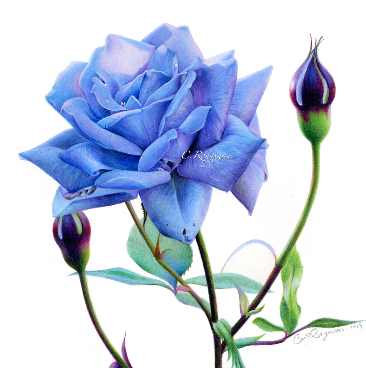 手绘【七夕&玫瑰】