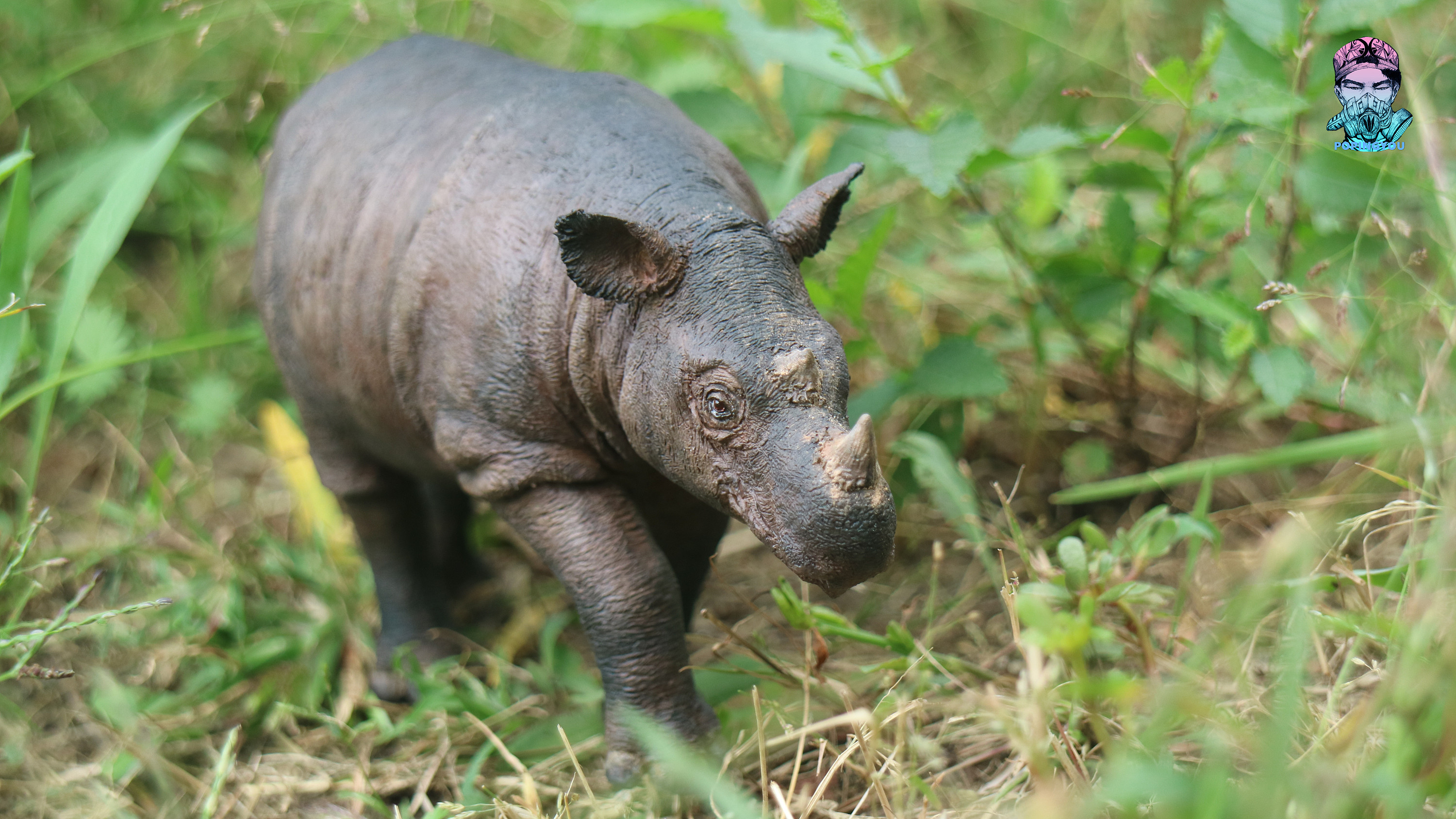 动物gk涂装 苏门答腊犀牛展示