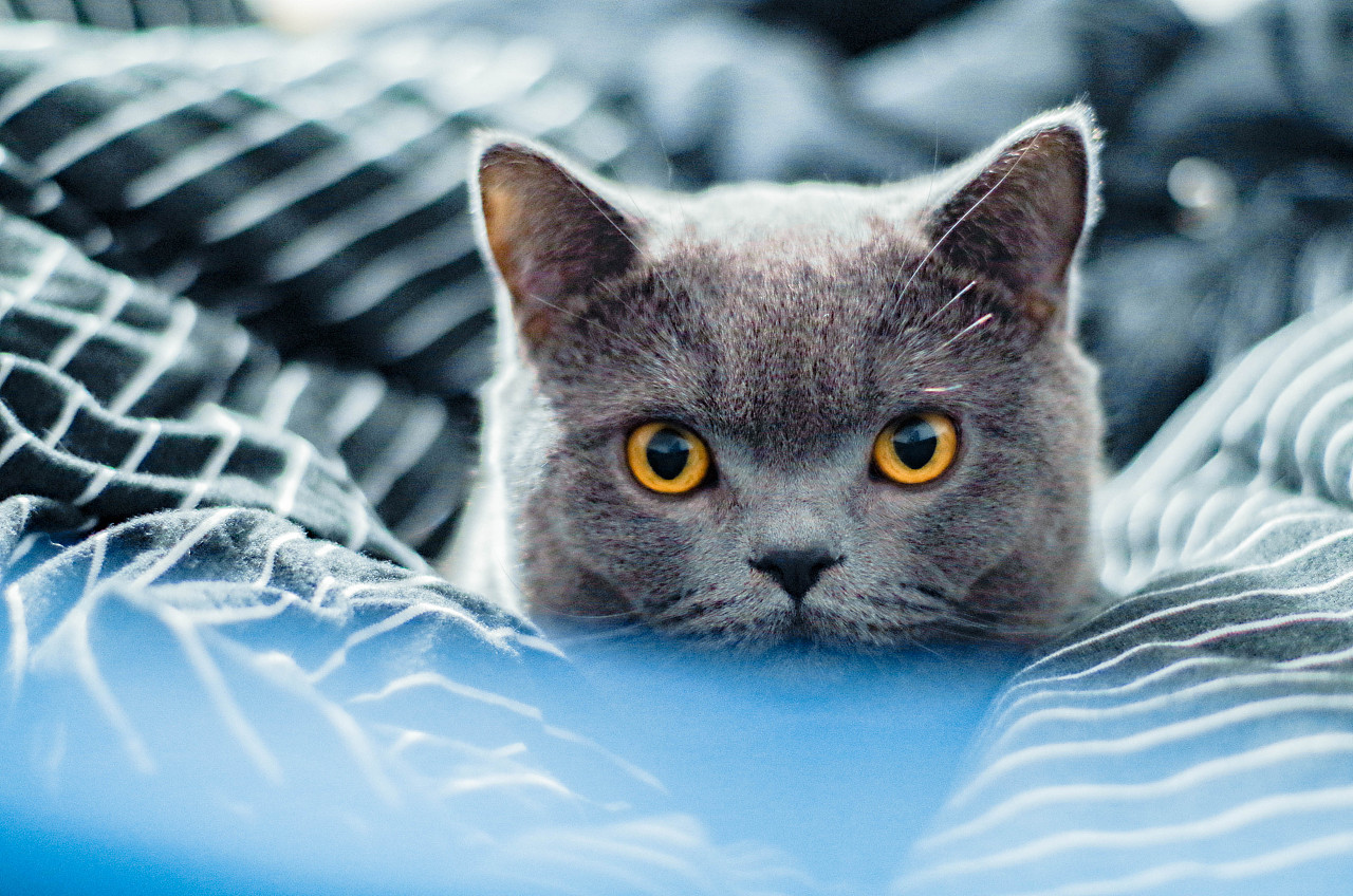 一只叫豹子的大头英短公公