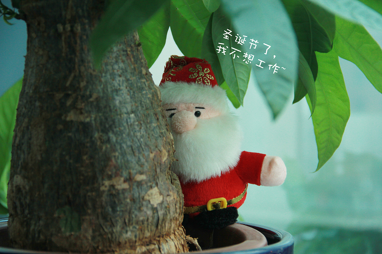 2015年圣誕節(jié)的隨拍（圖ZNTY3ODAzNjA=） - 其他攝影 - 站酷設計師山山而川上的麥子原創(chuàng)素材 - 站酷ZCOOL