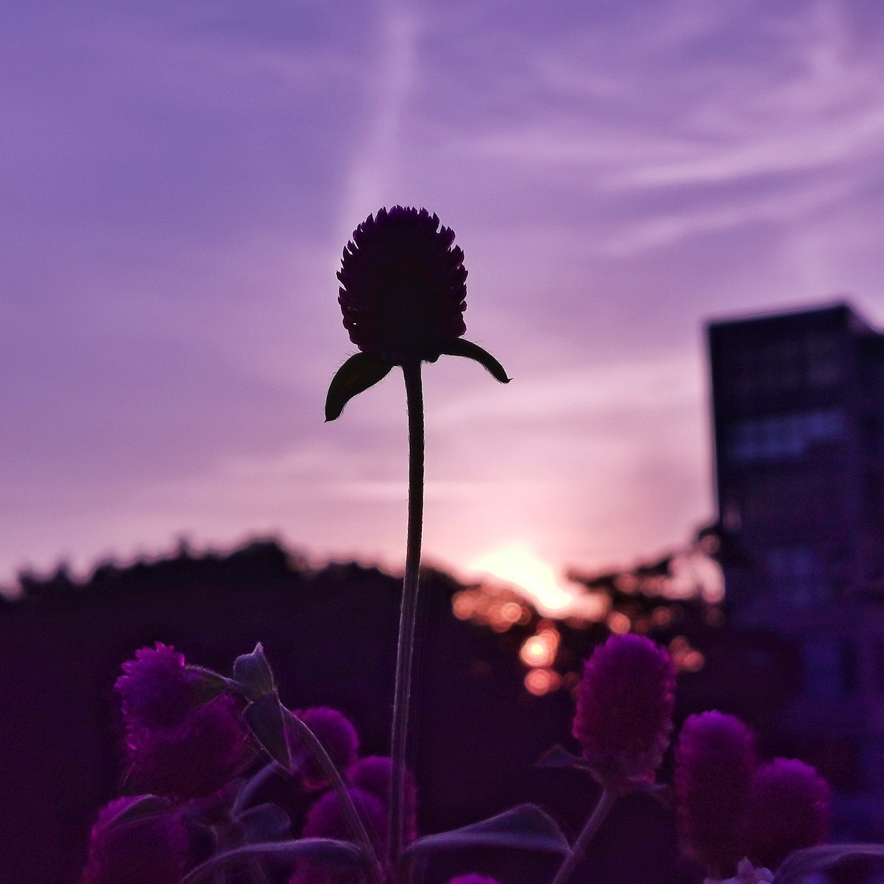 手机摄影—上下班的小日常