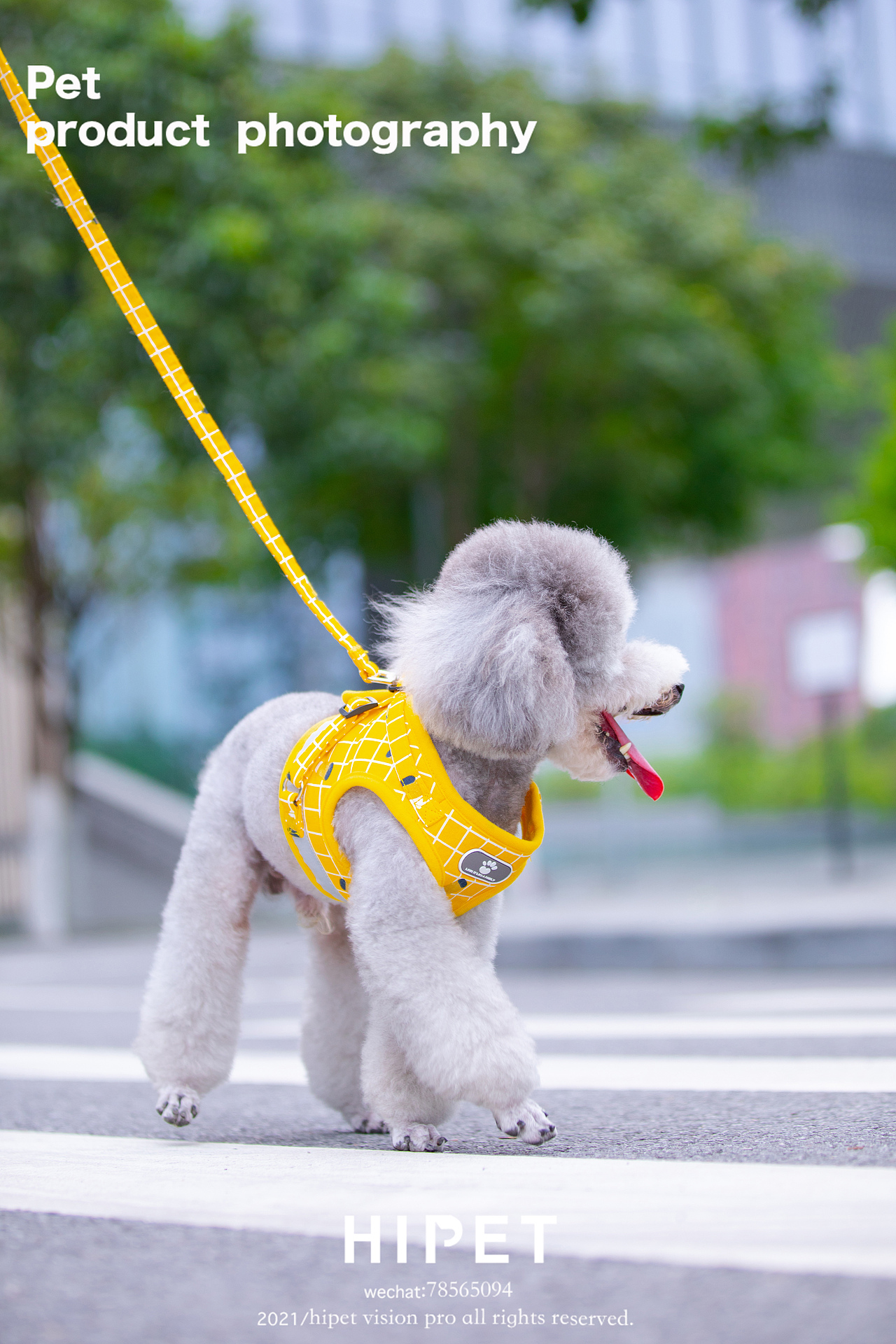 宠物产品/宠物胸背带