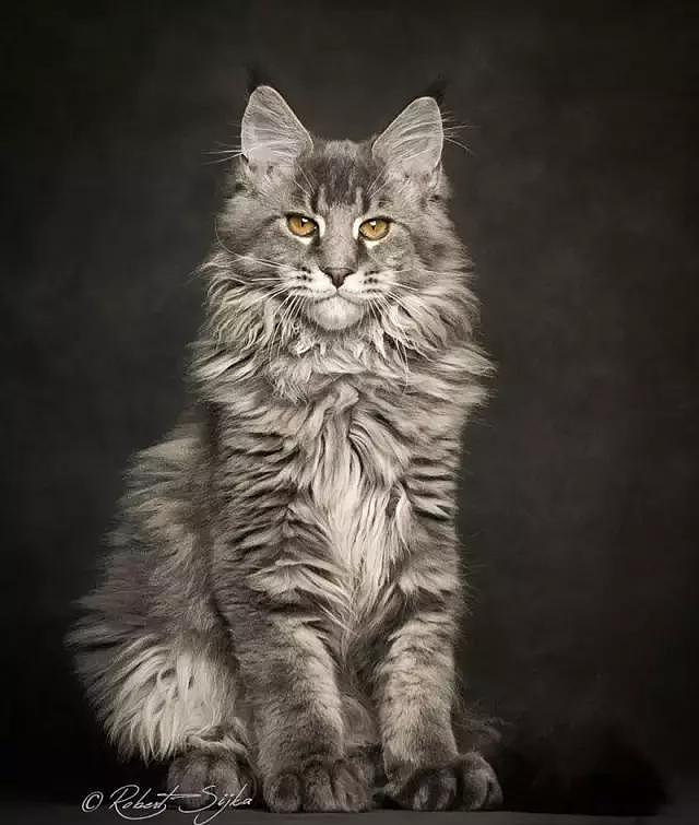 2018 缅因妖猫 原创插画