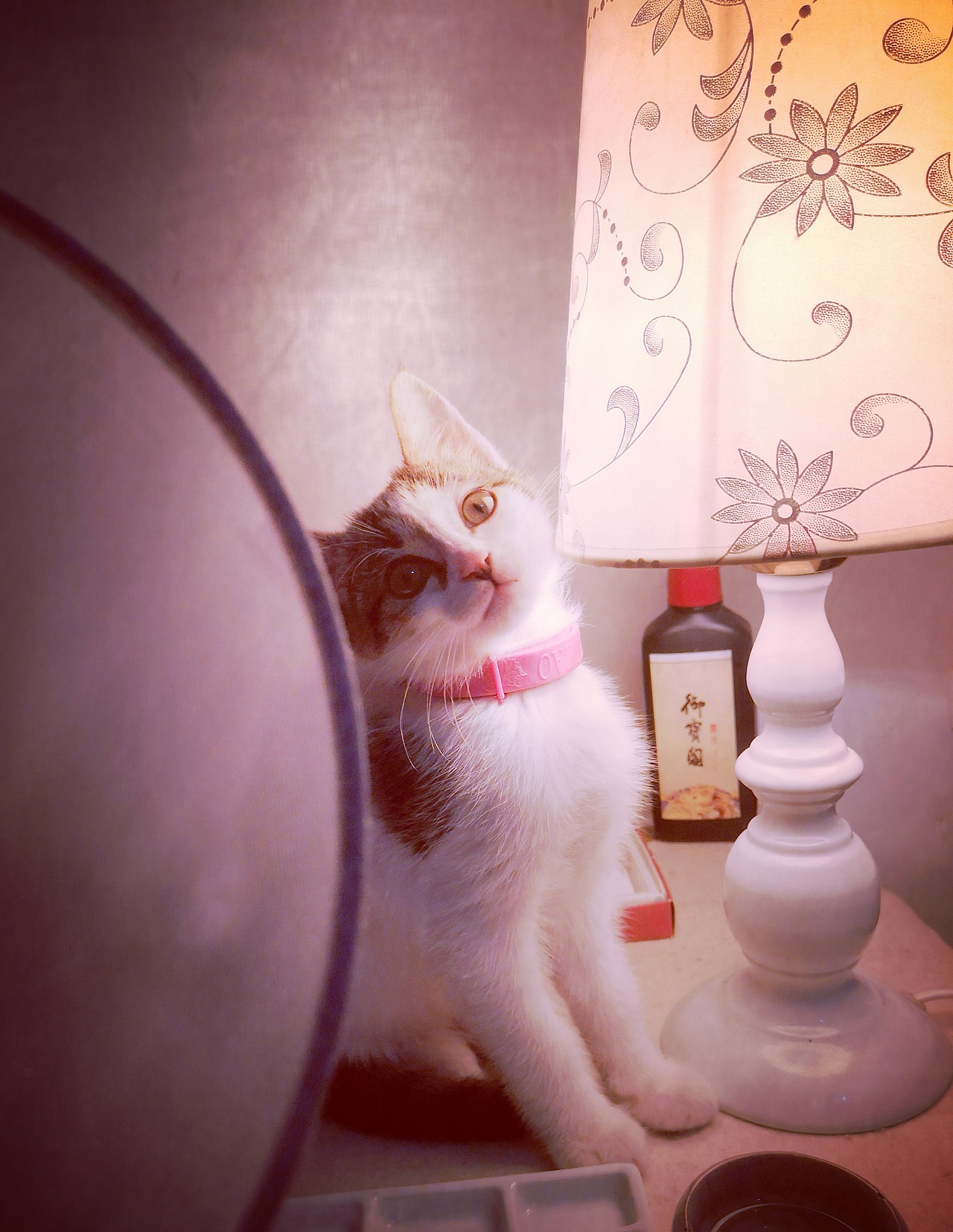 工笔花鸟小品 团扇