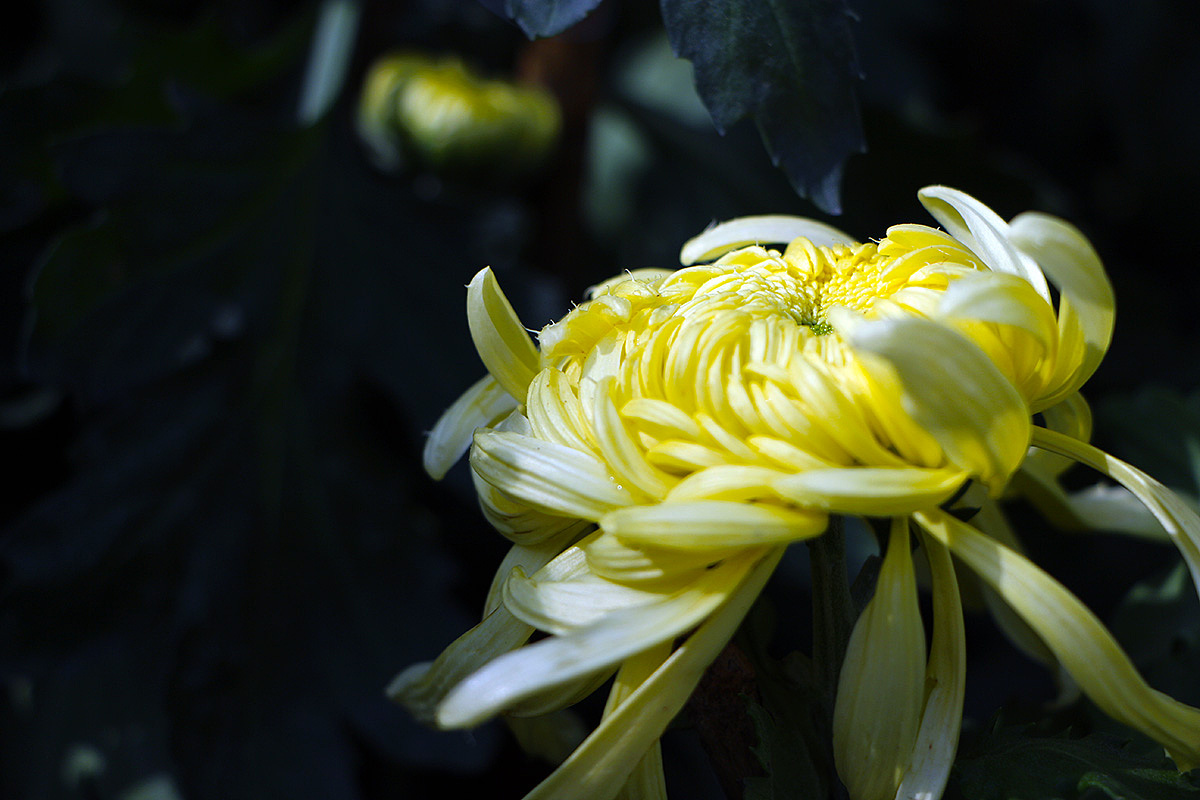 年有花季，人如花期（2）（图ZMjM3NTY4MDY0） - 风光摄影 - 站酷设计师小小样88原创素材 - 站酷ZCOOL