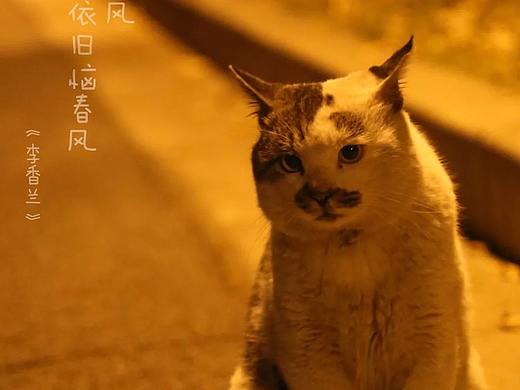 可爱的流浪猫和好听的歌（个人主页-ZMjc2MzIyMDQ=） - 宠物摄影 - 站酷设计师PP琪原创素材 - 站酷ZCOOL