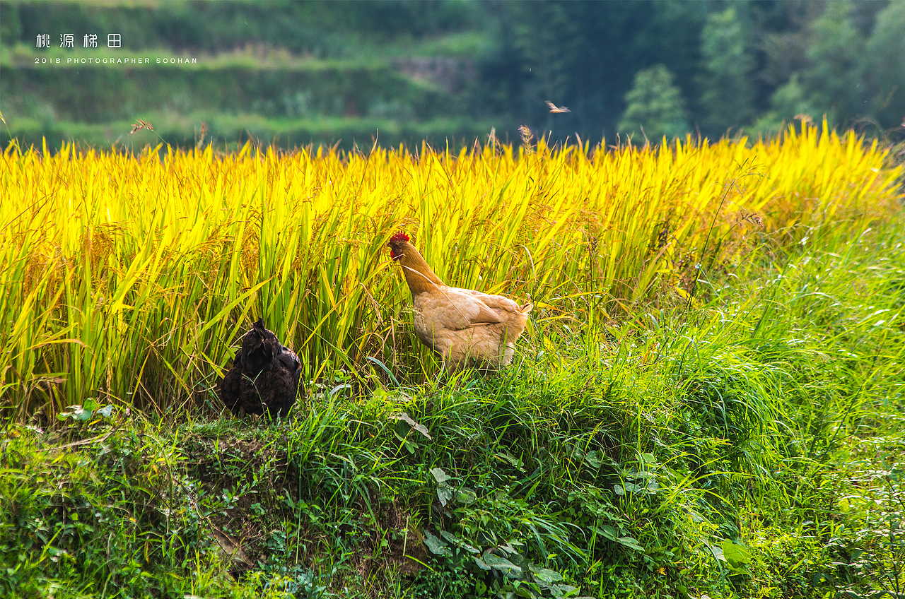 遂川桃源梯田（图ZMTI4ODg4NTM2） - 风光摄影 - 站酷设计师浓眉晓葱原创素材 - 站酷ZCOOL