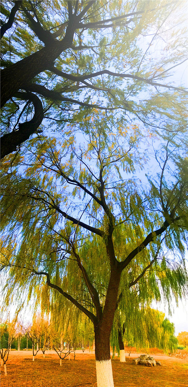 刘勇良手机纪实摄影:北京初冬的早晨