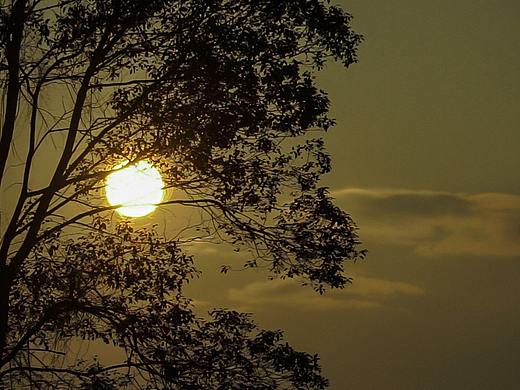 【黄昏挂在树梢上】