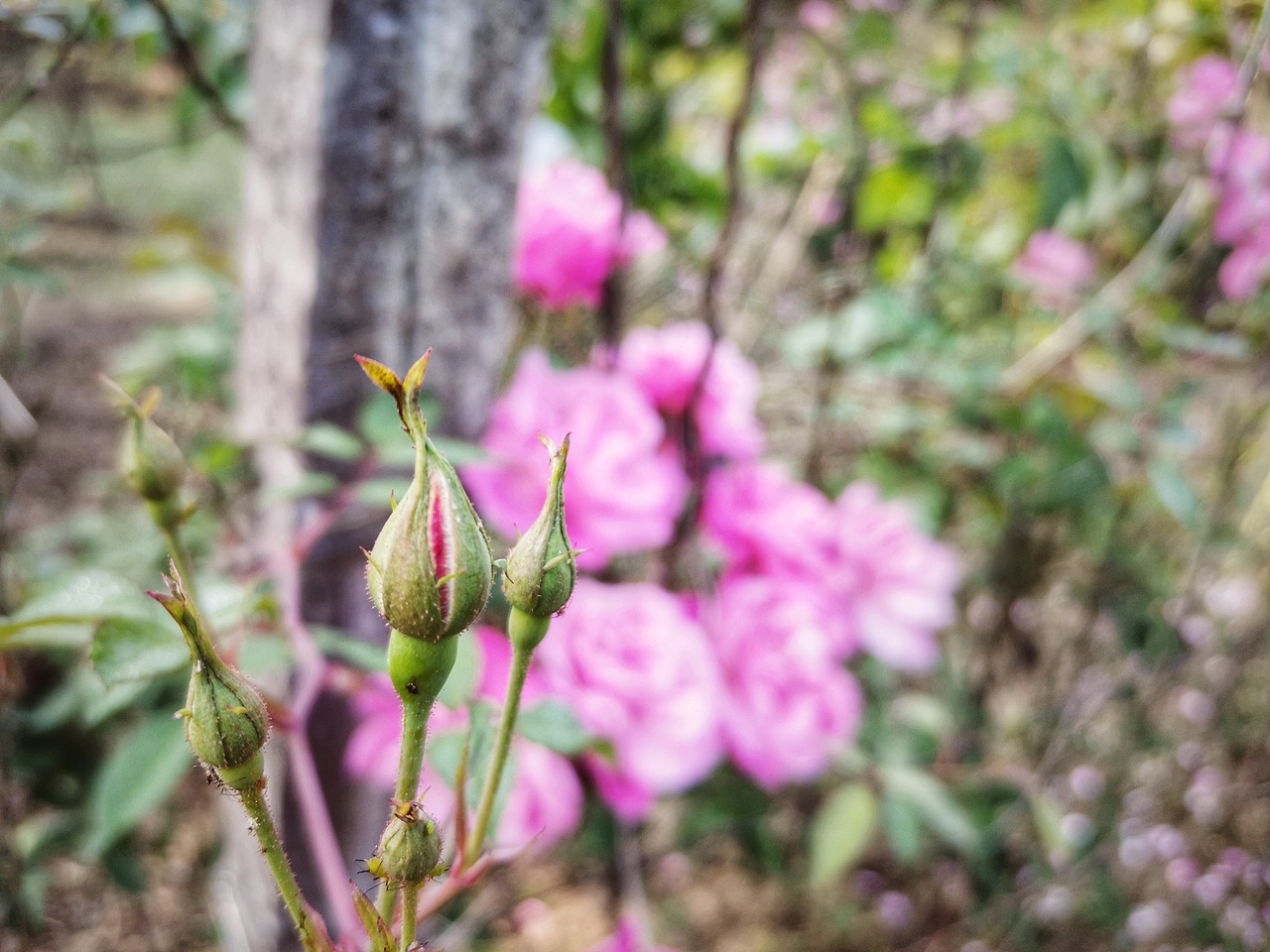 向日葵已开（图ZMjg0NDk1MTc2） - 风光摄影 - 站酷设计师治愈的花园原创素材 - 站酷ZCOOL